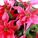 Flor De Pascua Rosa