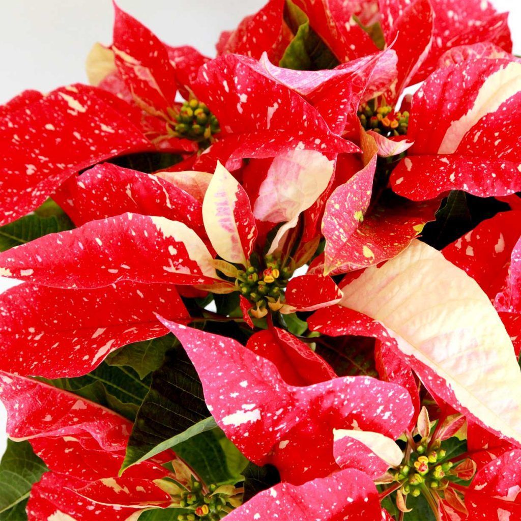 Flor De Pascua Variegada