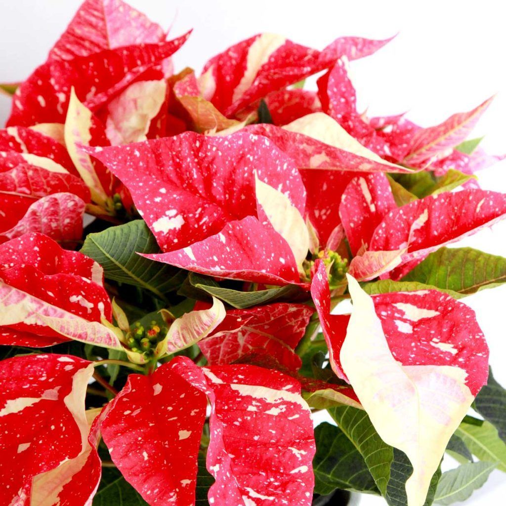 Flor De Pascua Variegada