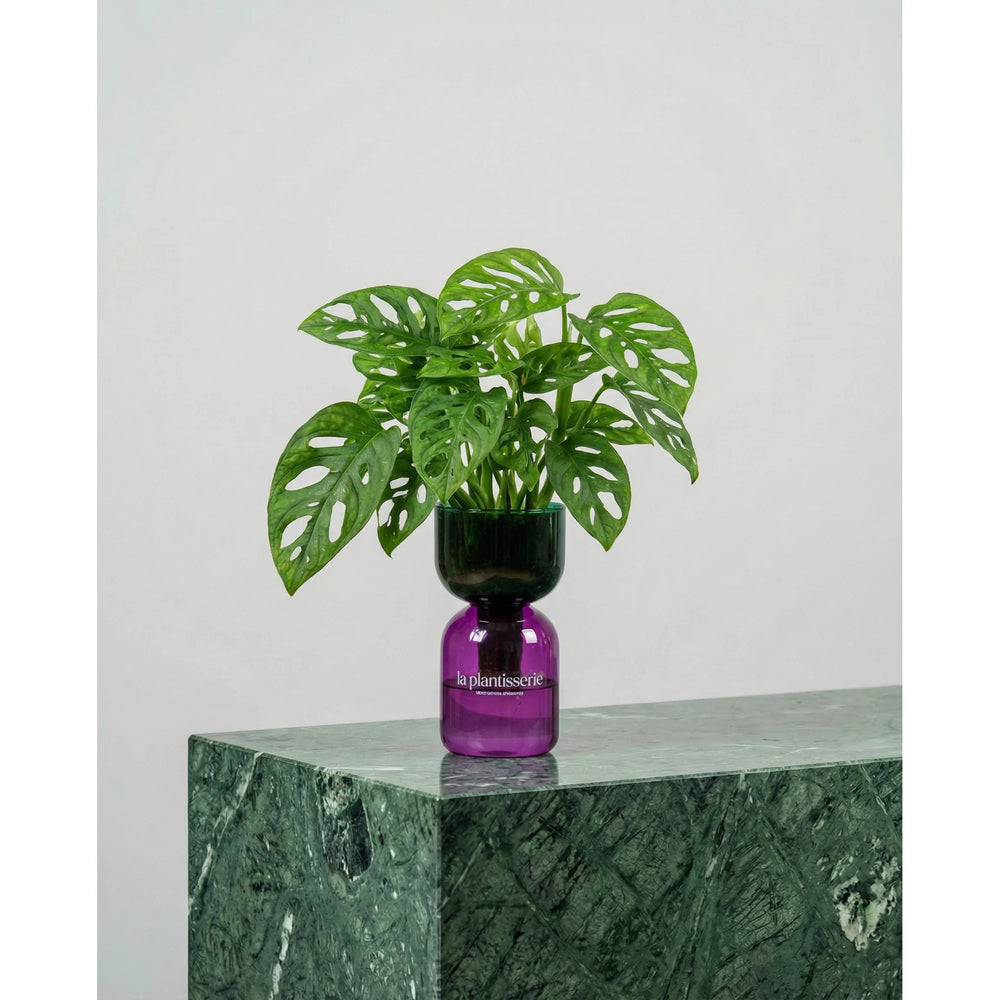 FlowPlant - Planta semi-hidropónicas