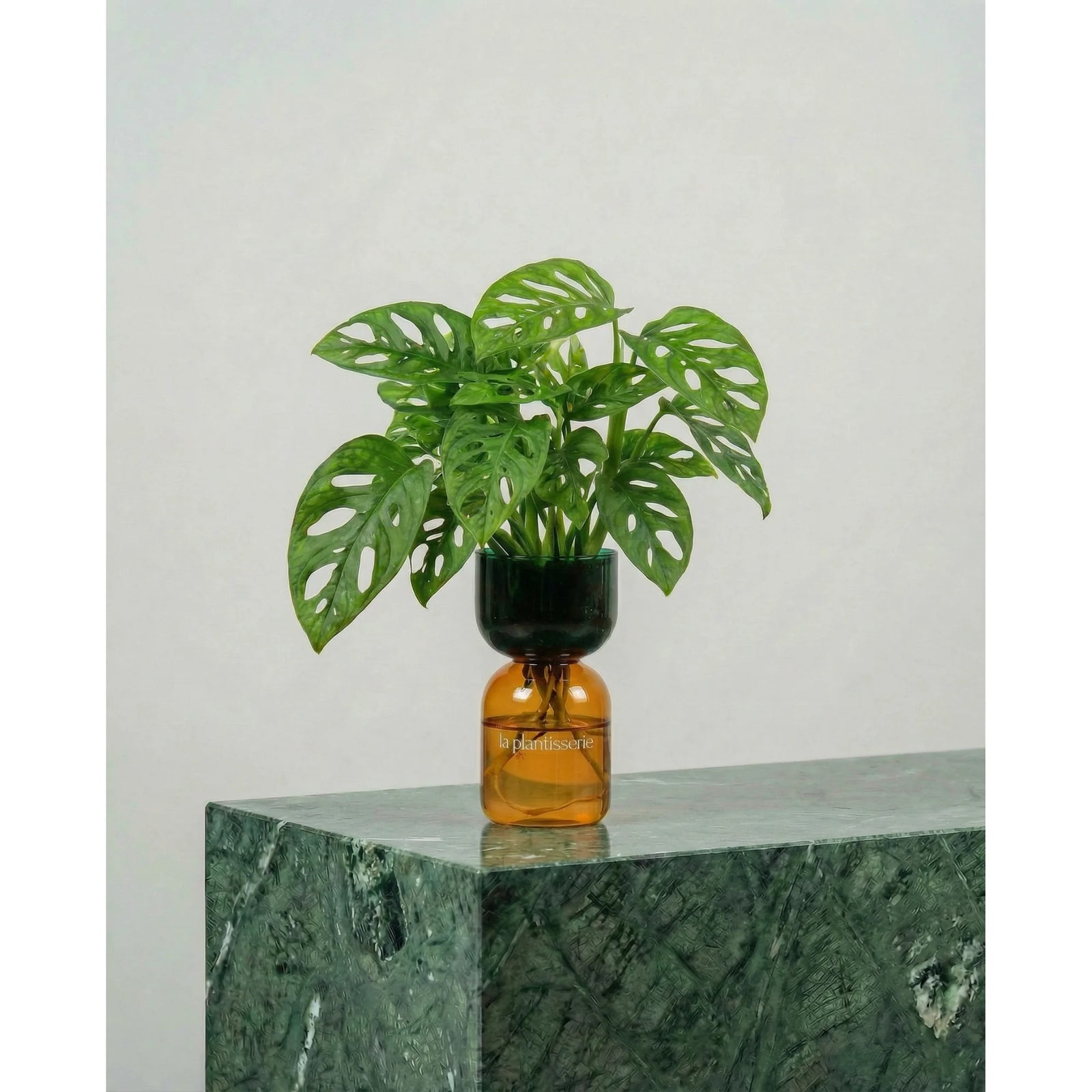 FlowPlant - Planta semi-hidropónicas