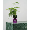 FlowPlant - Planta semi-hidropónicas