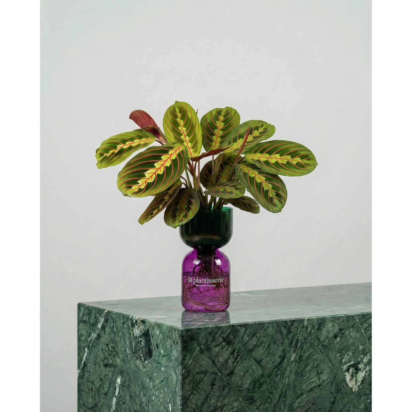 FlowPlant - Planta semi-hidropónicas