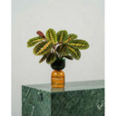 FlowPlant - Planta semi-hidropónicas