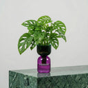 FlowPlant - Planta semi-hidropónicas - La Plantisserie