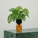 FlowPlant - Planta semi-hidropónicas - La Plantisserie