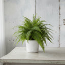 Plantas para principiantes