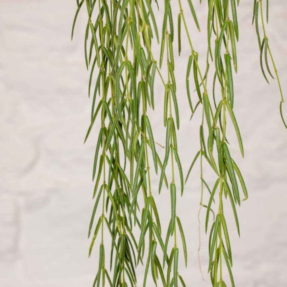 Hoya Linearis - La Plantisserie
