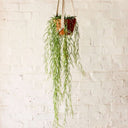 Hoya Linearis - La Plantisserie