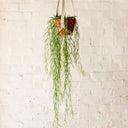 Plantas colgantes
