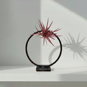 Planta De Aire Tillandsia Ionantha Red