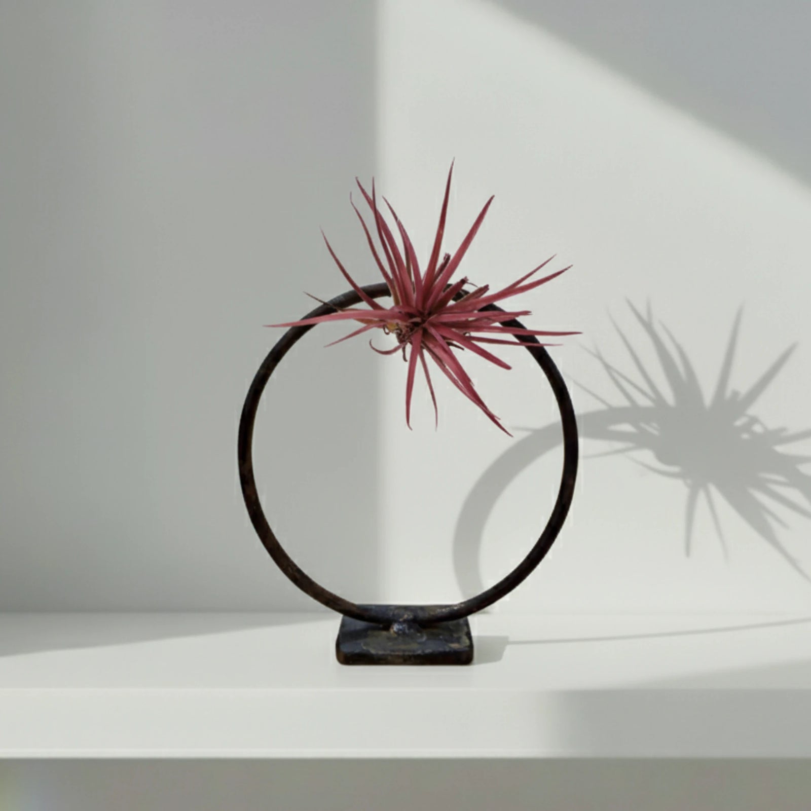 Planta de Aire | Tillandsia Ionantha Red