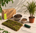 Kit kokedama DIY con Dracaena marginata en maceta, lámina de musgo, sustrato para kokedama, akadama, hilo y caja La Plantisserie