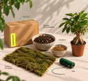 Kit kokedama DIY con Ficus ginseng en maceta, lámina de musgo, sustrato para kokedama, akadama, hilo y caja La Plantisserie