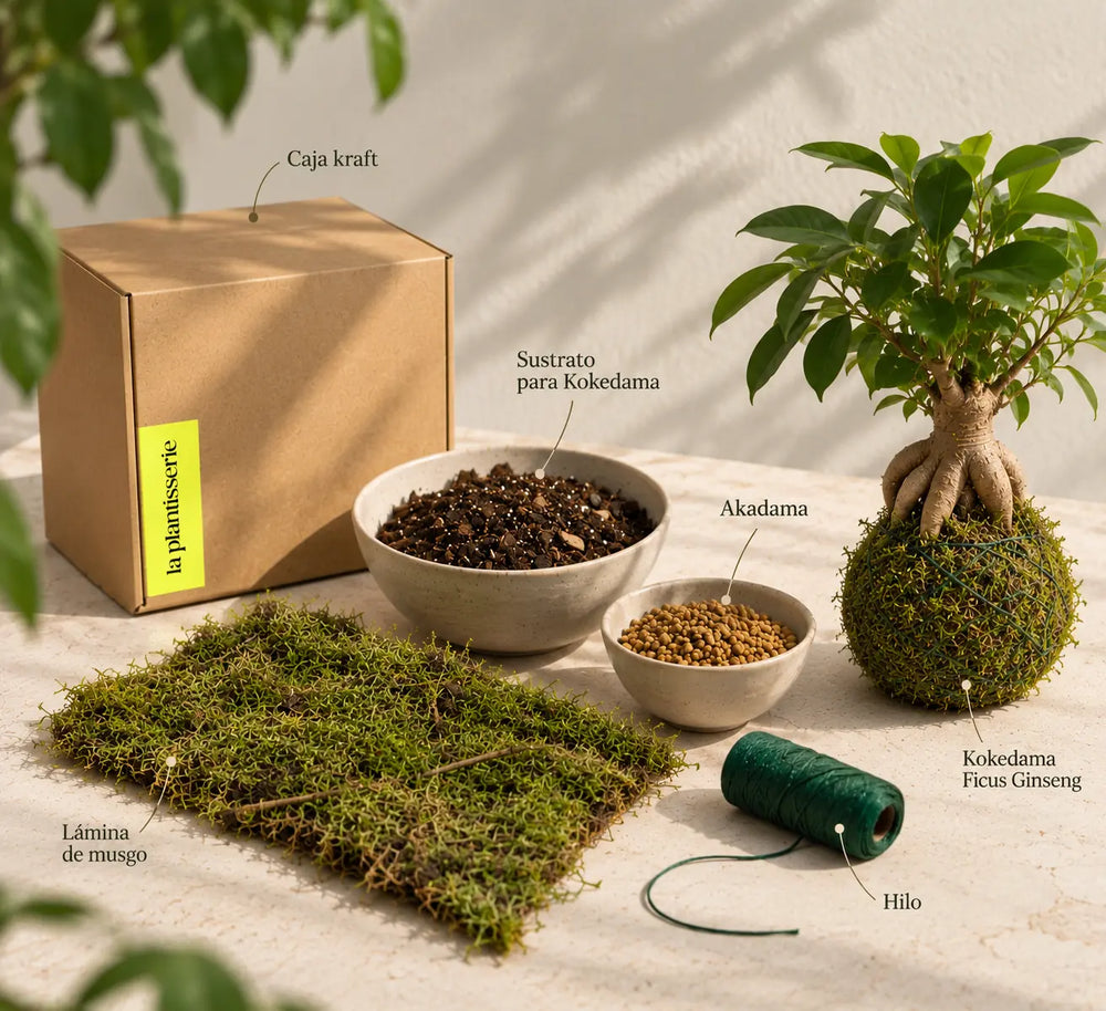 Kokedama de Ficus ginseng terminada, hecha con el kit kokedama DIY de La Plantisserie