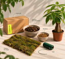 Kit kokedama DIY con Pachira (árbol del dinero) en maceta, lámina de musgo, sustrato para kokedama, akadama, hilo y caja La Plantisserie