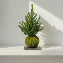 Kokedama Abeto Navidad