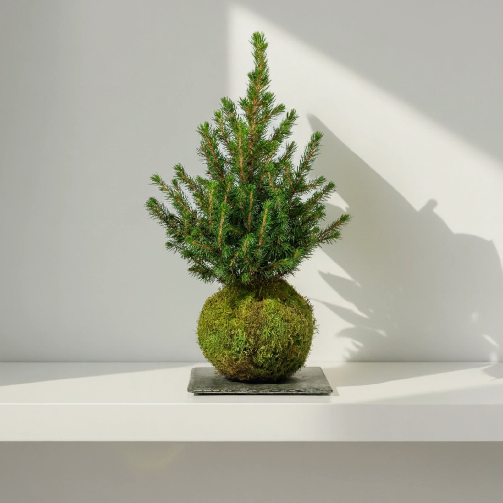 Kokedama Abeto Navidad