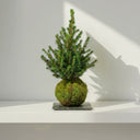 Kokedama Abeto Navidad - La Plantisserie