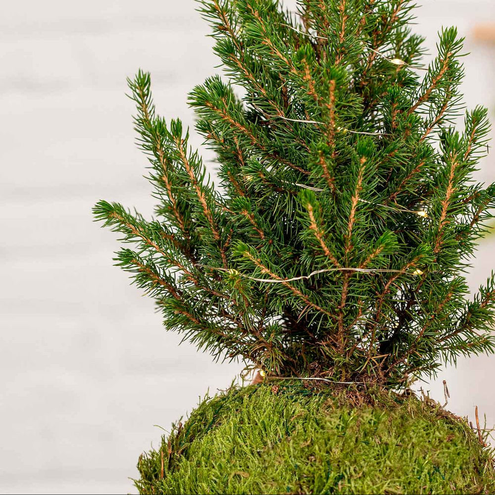Kokedama Abeto Navidad - La Plantisserie