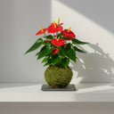 Kokedama Anthurium