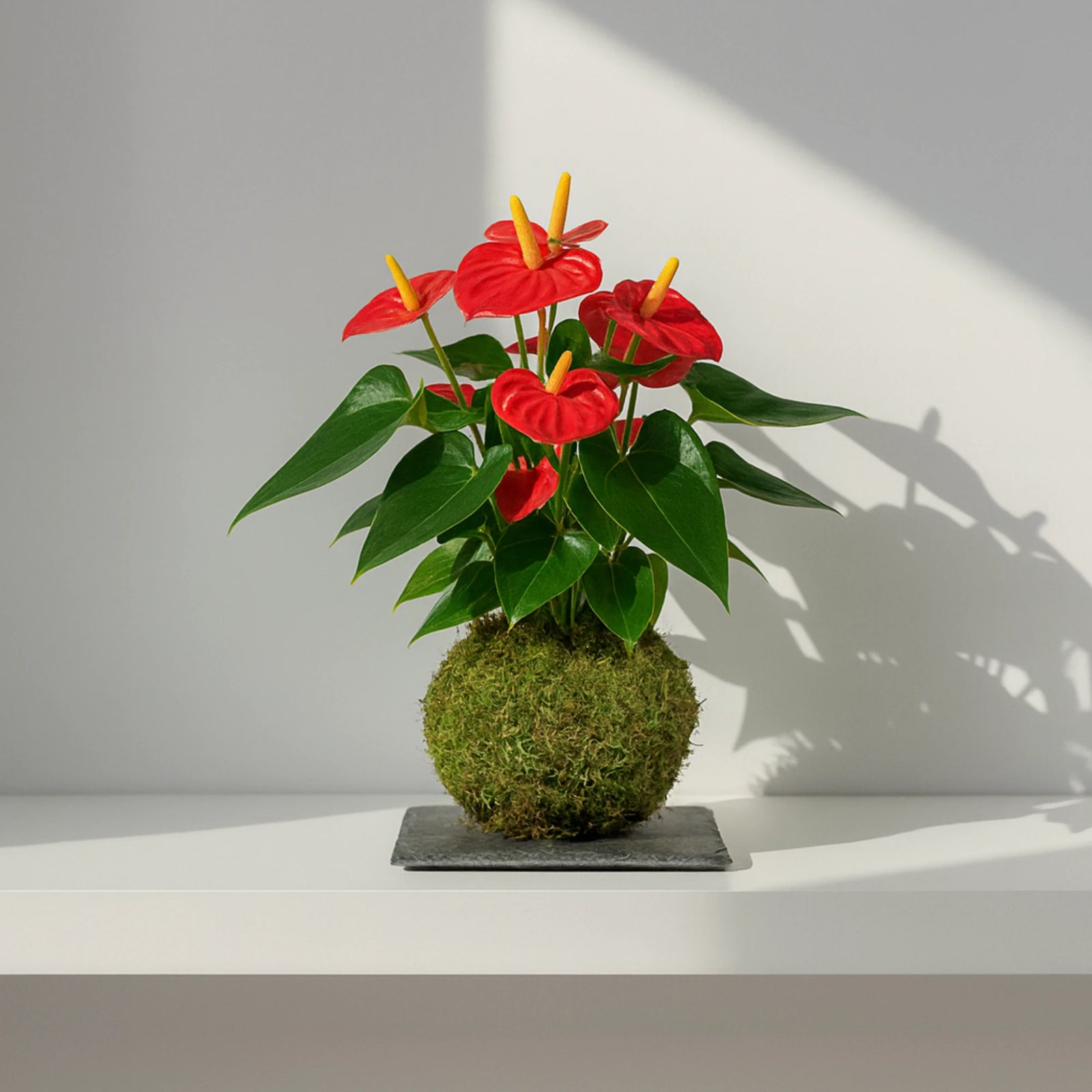 Kokedama Anthurium