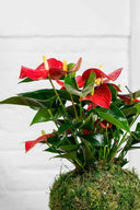 Kokedama Anthurium - La Plantisserie