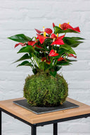 Kokedama Anthurium - La Plantisserie