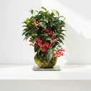 Kokedama Ardisia (Flor de Navidad) - La Plantisserie