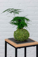 Kokedama Asparagus Plumosus - La Plantisserie