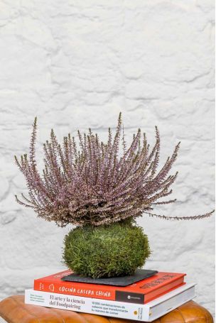 Kokedama Brezo - La Plantisserie