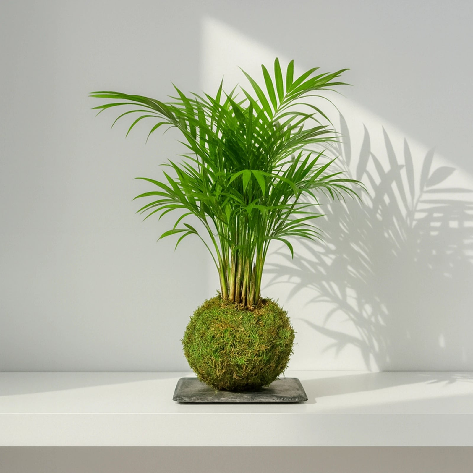 Kokedama Chamaedorea Elegans