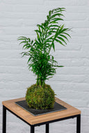 Kokedama Chamaedorea Elegans - La Plantisserie