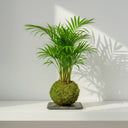 Kokedama Chamaedorea Elegans - La Plantisserie
