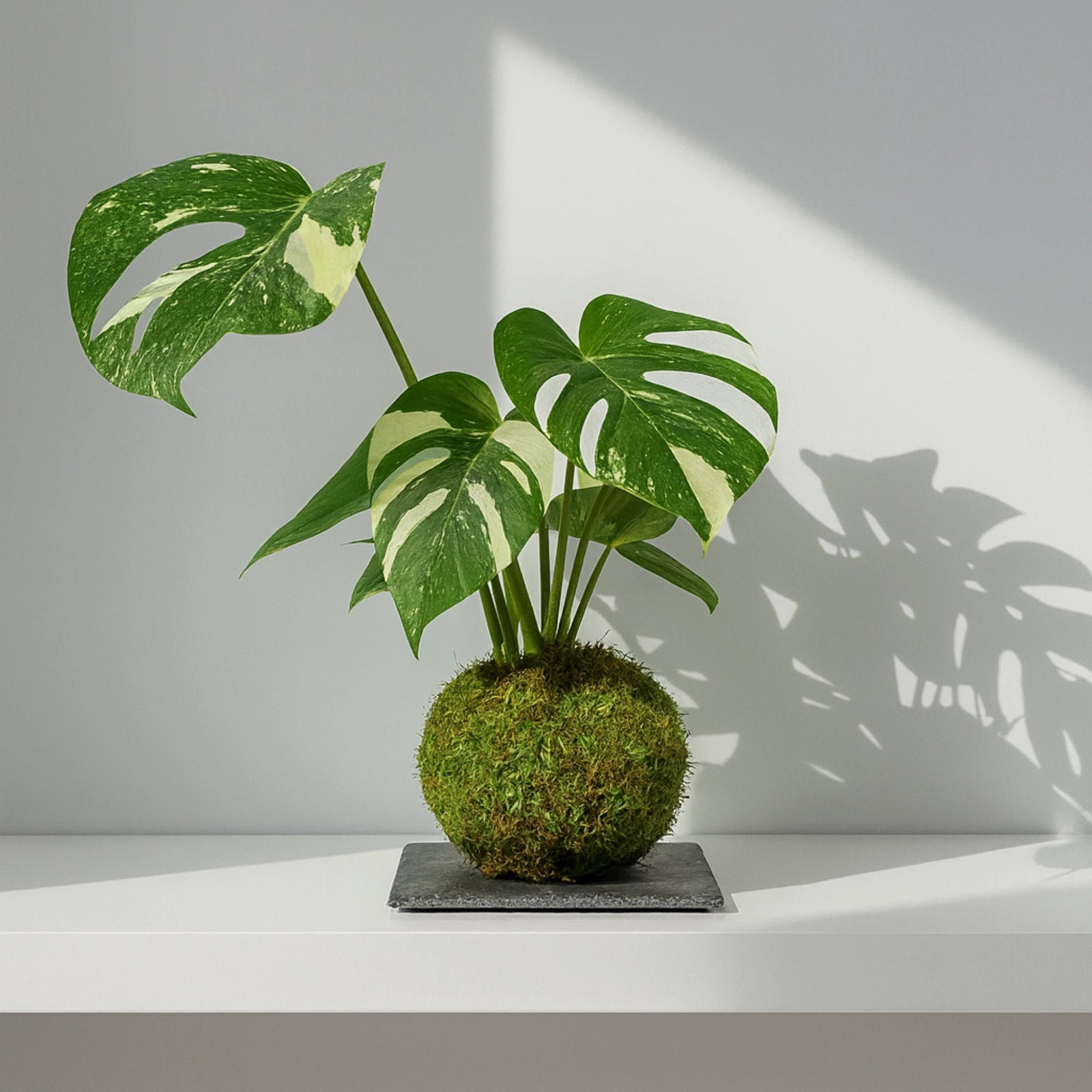 Kokedama Monstera Thai Constellation