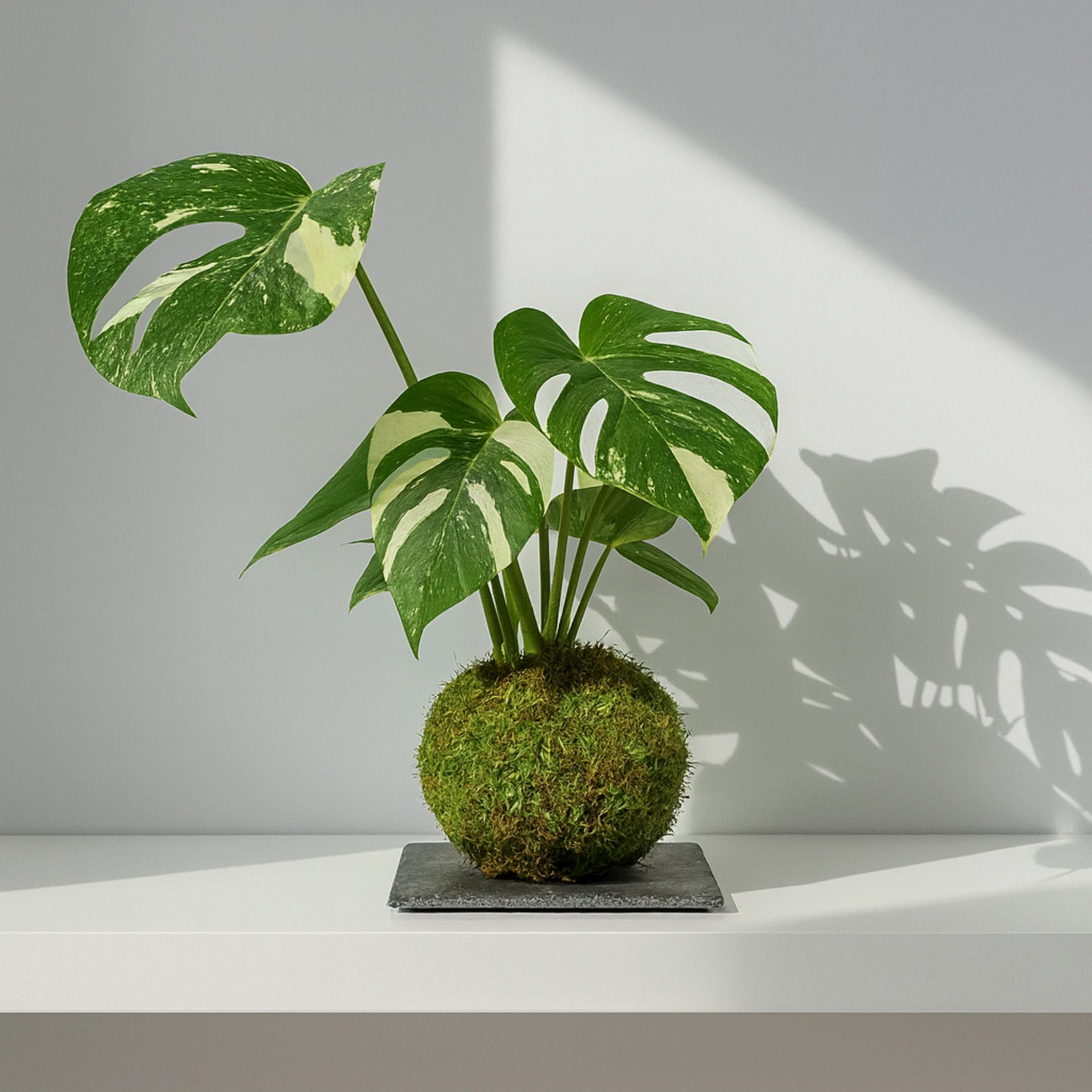 Kokedama Monstera Thai Constellation - Planta Tropical de Colección