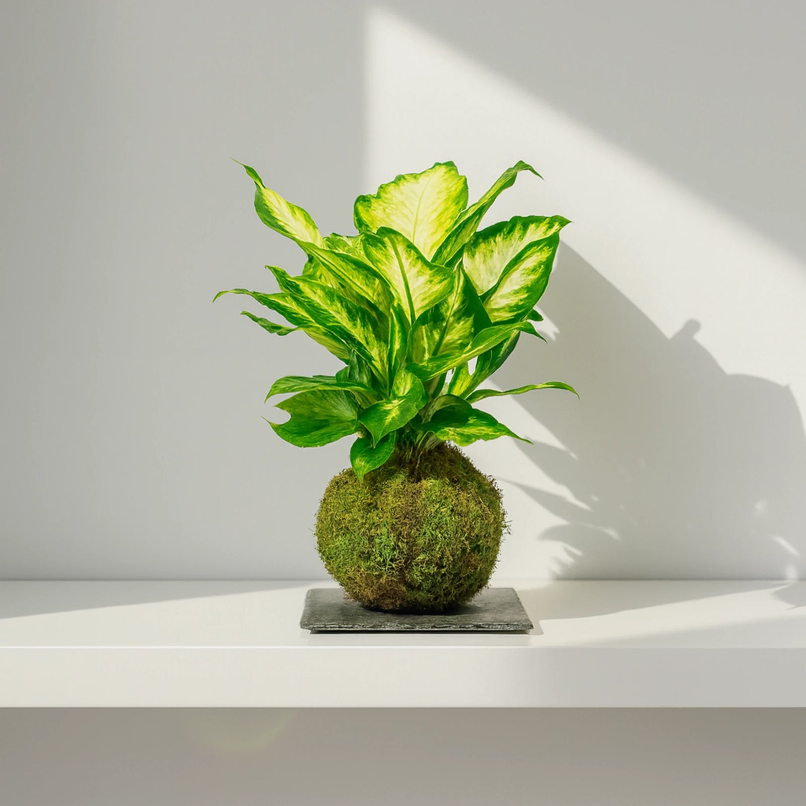 Kokedama Dieffenbachia