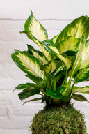 Kokedama Dieffenbachia - La Plantisserie