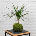 Kokedama Dracaena Marginata - La Plantisserie