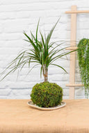 Kokedama Dracaena Marginata - La Plantisserie