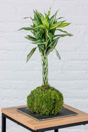 Kokedama Dracaena Sanderiana - La Plantisserie