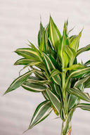 Kokedama Dracaena Sanderiana - La Plantisserie