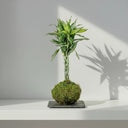 Kokedama Dracaena Sanderiana - La Plantisserie