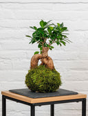 Kokedama Ficus Ginseng - La Plantisserie