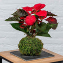 Kokedama Flor de Pascua - La Plantisserie