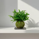 Kokedama Helecho