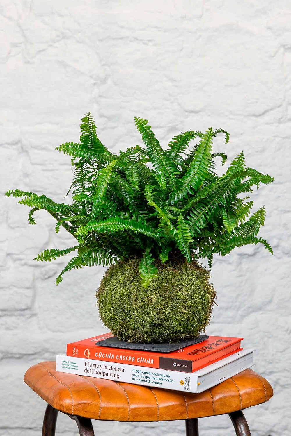 Kokedama Helecho - La Plantisserie