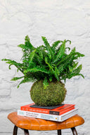 Kokedama Helecho - La Plantisserie