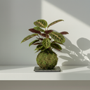 Kokedama Maranta Leuconeura