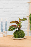 Kokedama Maranta Leuconeura - La Plantisserie